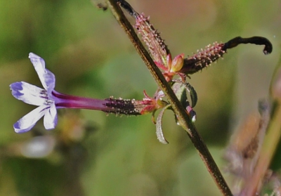 PLUMBAGO EUROPAEA.jpg